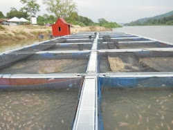 Ternakan Ikan Air Tawar Kuala Kangsar
