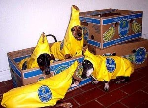 Halloween Costumes for Dogs: Funny Halloween Costume Ideas for Dogs