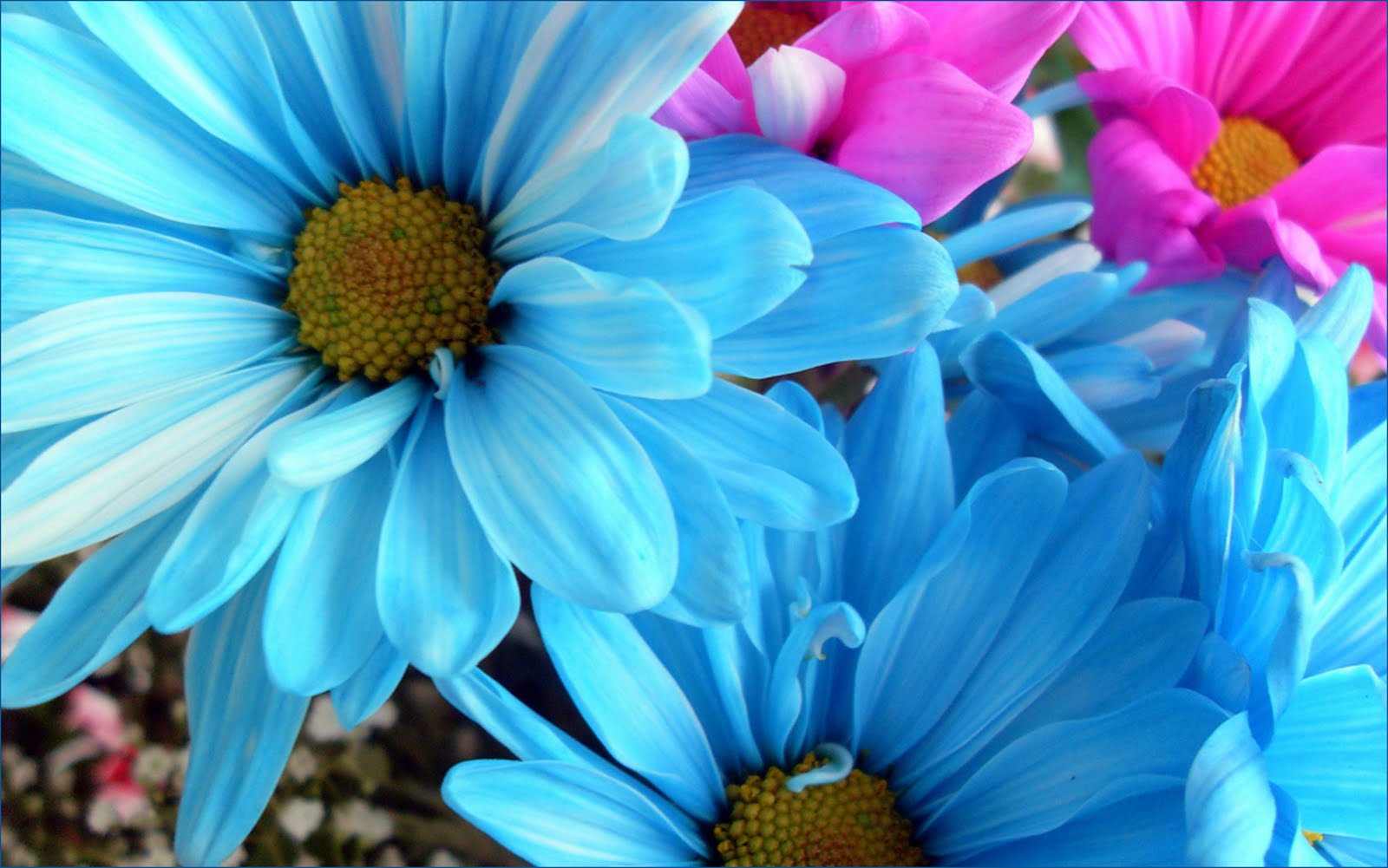 Голубой цвет фото. Голубые цветы. Ярко голубые цветы. Голубой цвет. Цветочек голубой.