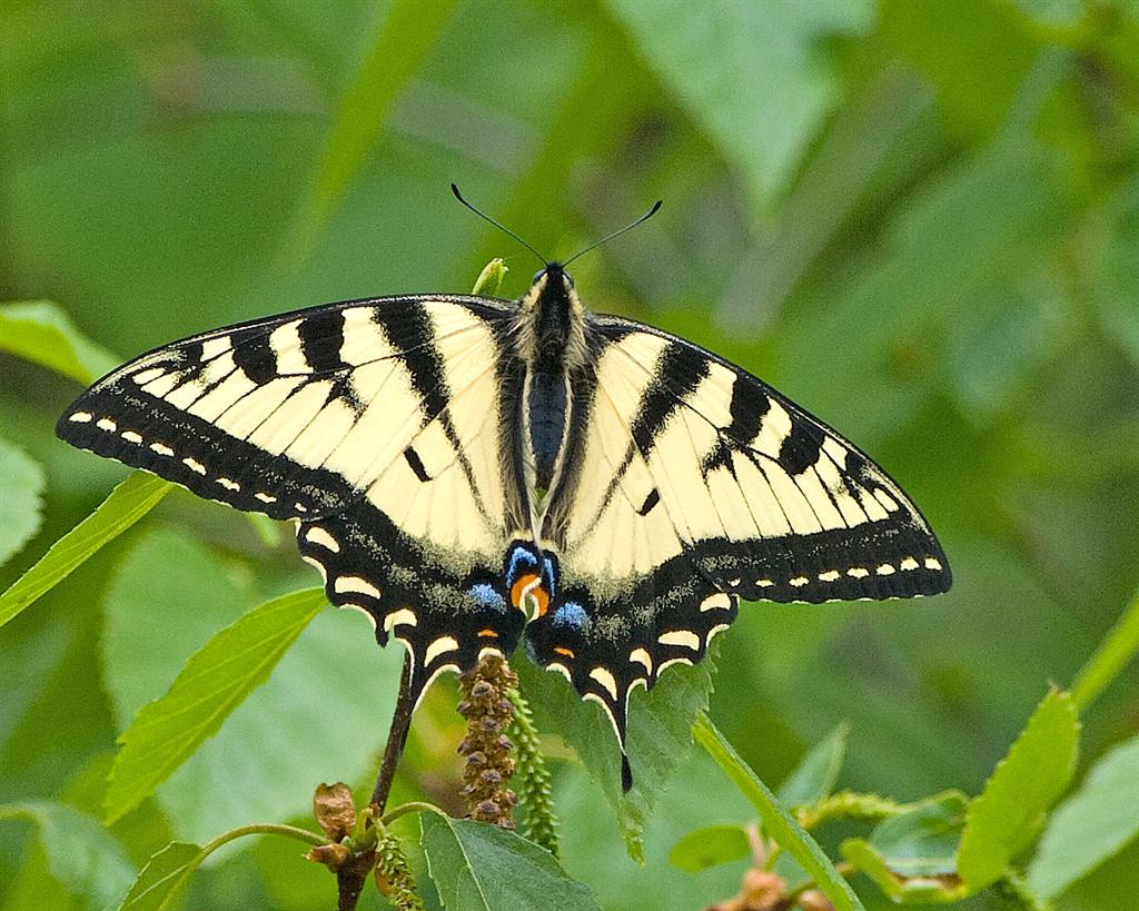 Tips Swallowtail & Dragonfly