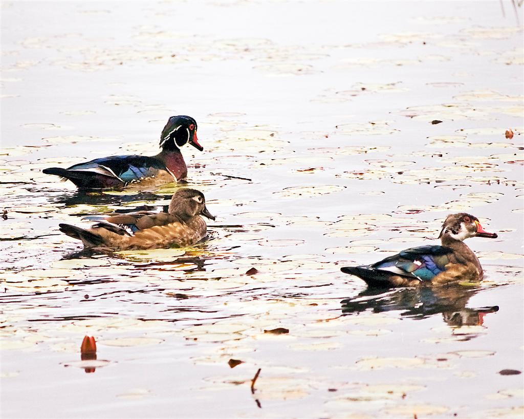Wild in Pictures Return of the Wood Ducks in full Dress Uniform