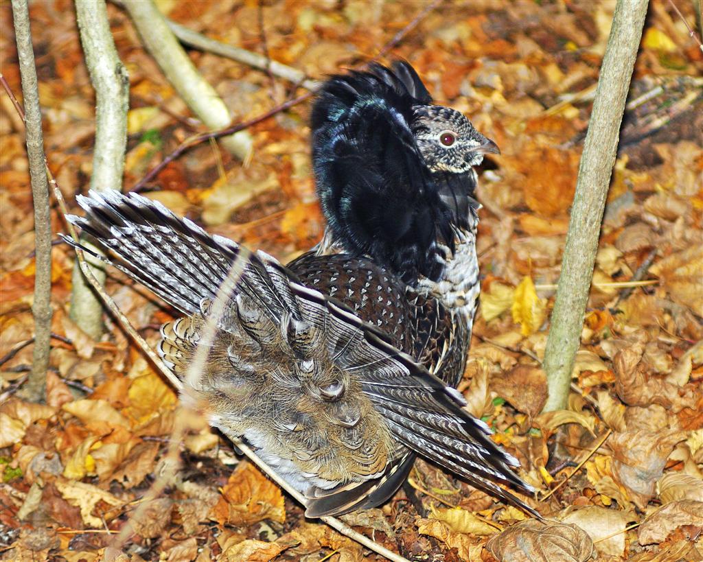 Wild in Pictures: Ruffed Grouse Male in full courting display (and ...