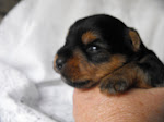 Naomi 2 weeks old