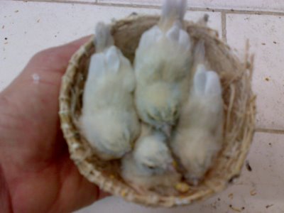 CANARIOS%2BNO%2BNINHO%2B2%25C2%25BA2009%2B038.jpg