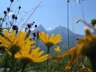 Alpenbloemen met de Sonnenspitze op de achtergrond