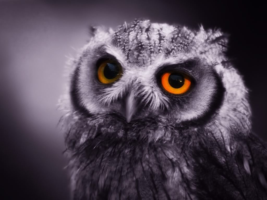 the night owl