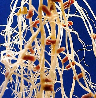 scienceallthetime: Rhizobium Bacteria