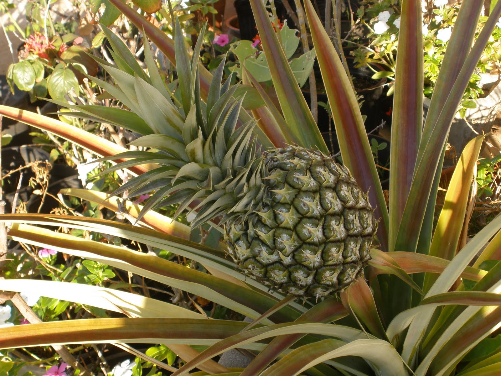 THE HAGERMAN OHANA Pineapple Plant