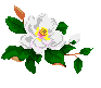 State Flower ~ Magnolia