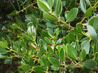 plants in Kyparissi