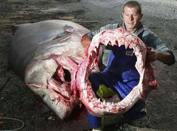 gambar binatang - foto ikan hiu terbesar