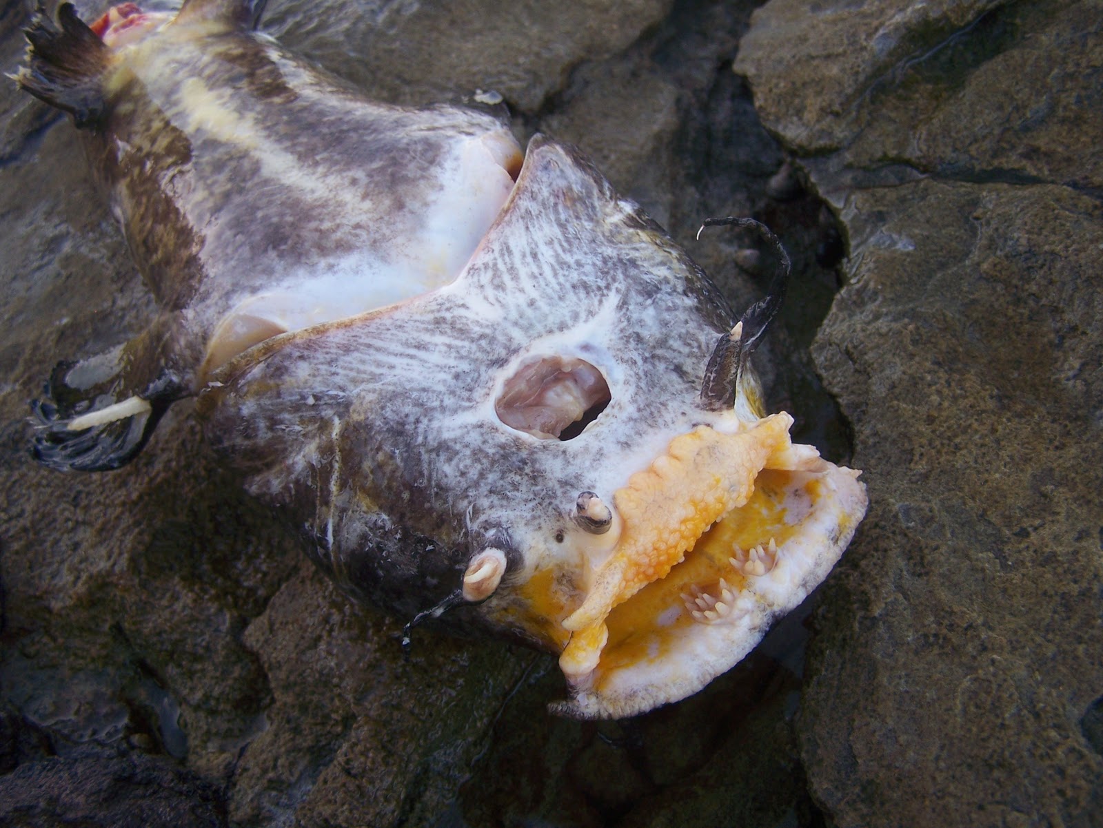 Little Australia The Venomous Saltwater Catfish