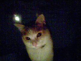 Curiousity and the cat...