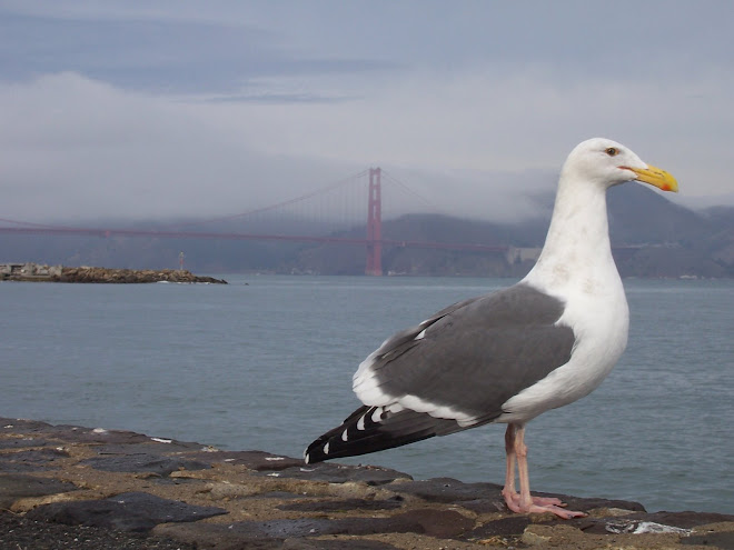 Seagull with Bridge