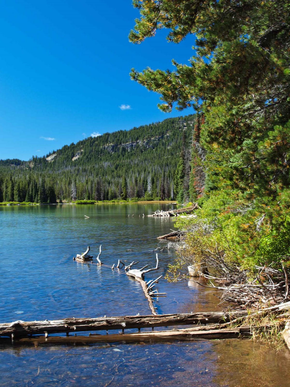 Figs N' Pecorino Cascade Lakes Highway