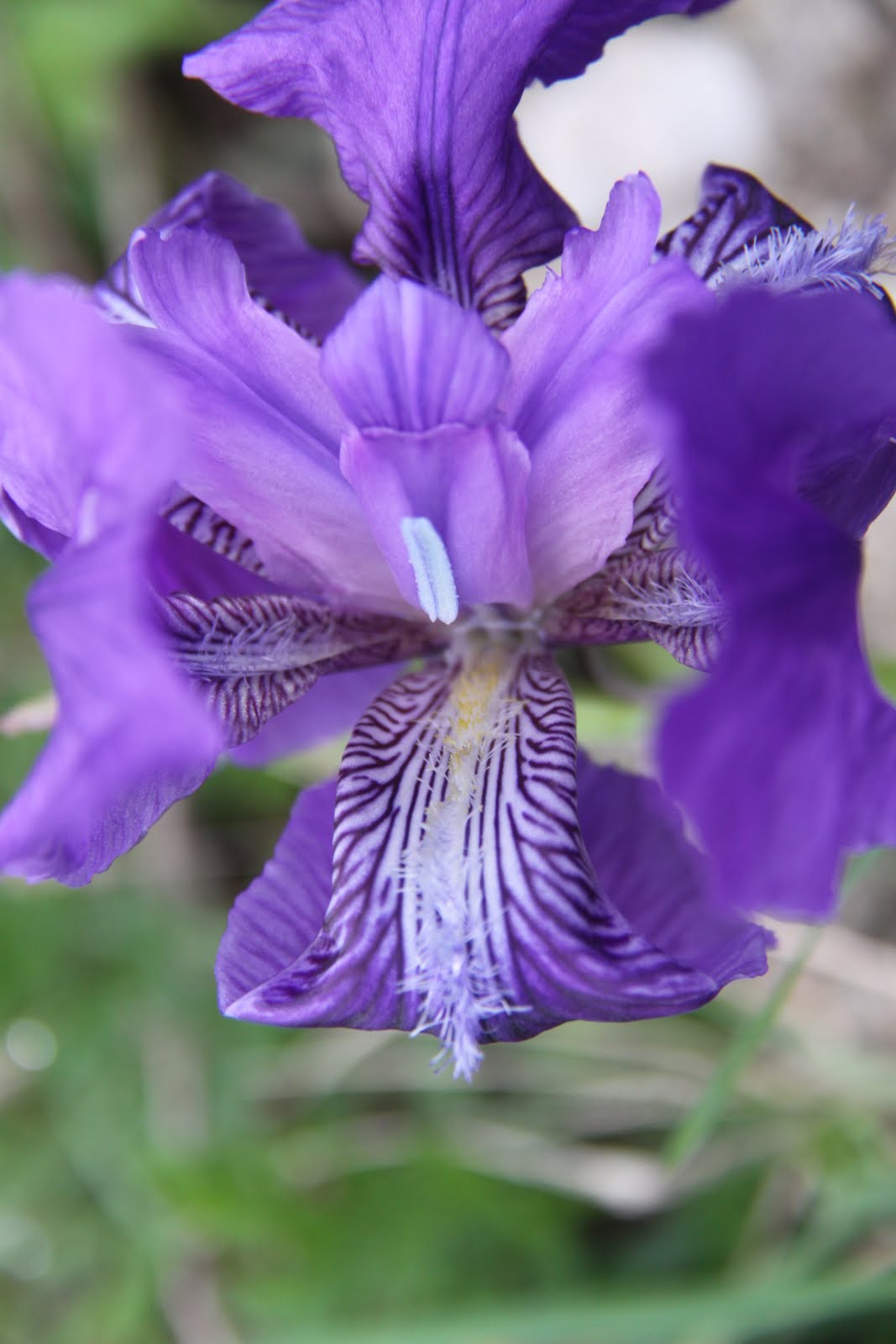 Jose Pavis: Turkish flowers / Fleurs turques