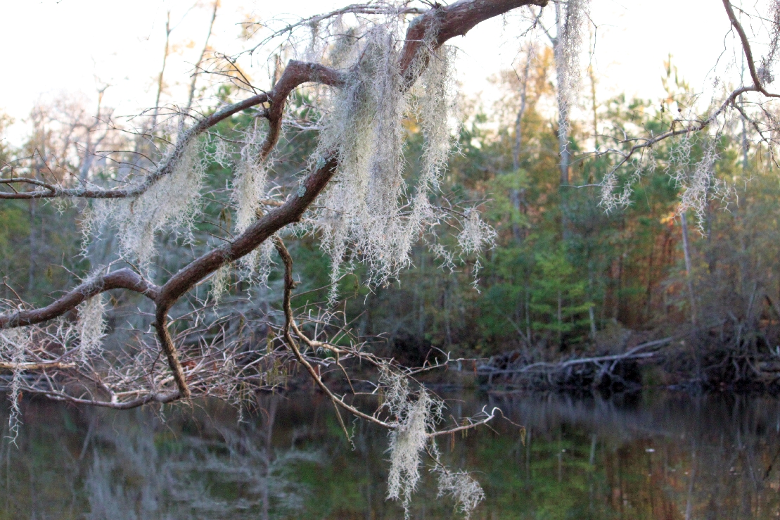 Searcher Jan 7th Not quite"Deep in the Heart of Texas"