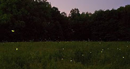 fireflies