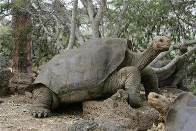 [lonesome_george.jpg]