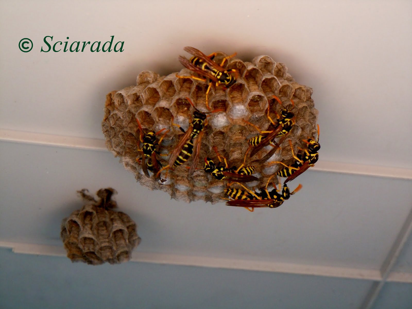 Anima Mundi Nidi di vespe