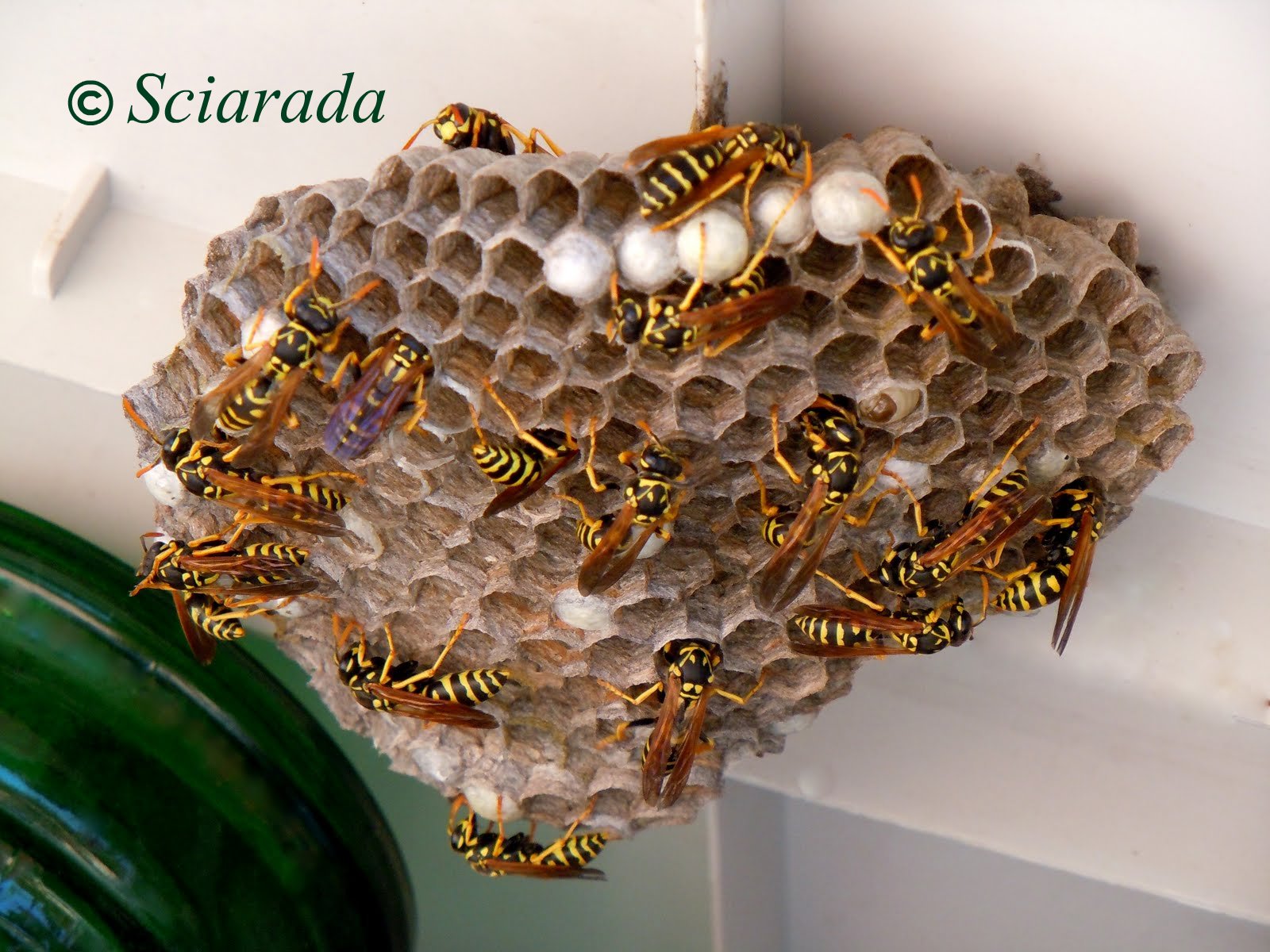 Nido di vespe in casa come trovarlo ed eliminarlo ConsigliCasa