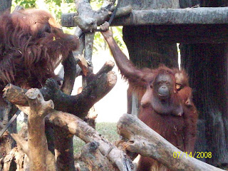 The Indonesian Journey: Jogja Zoo