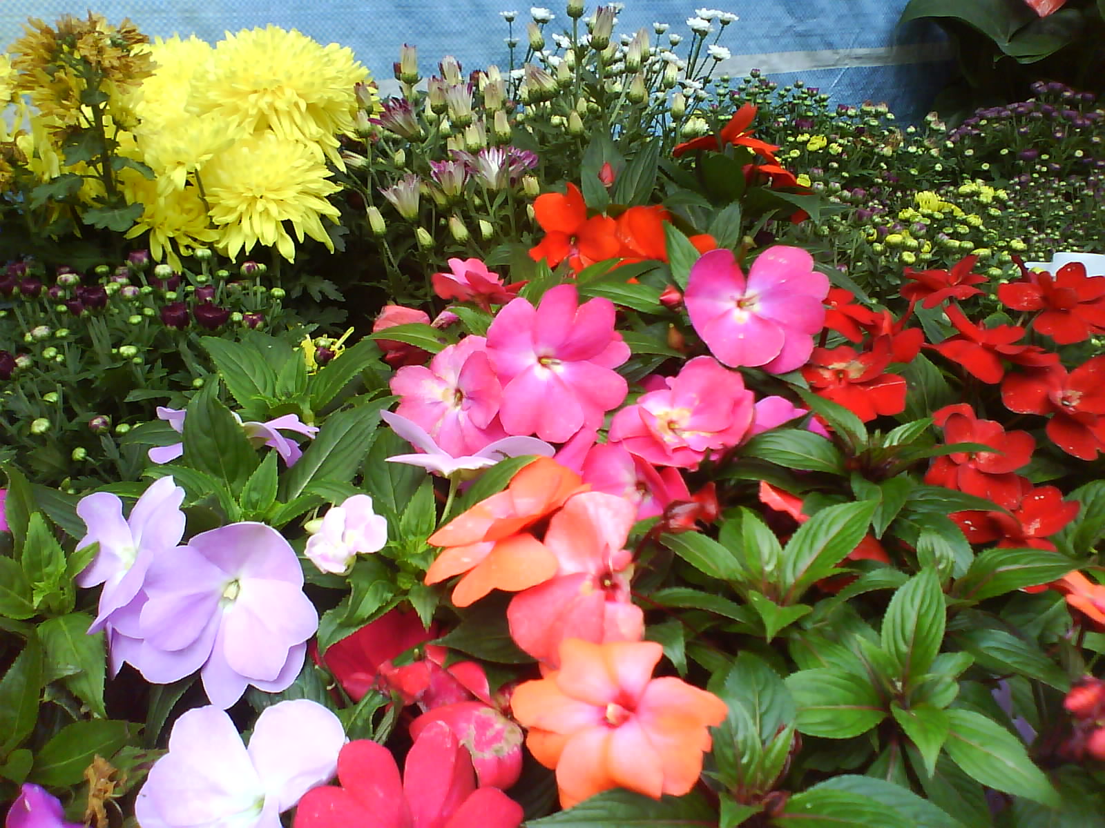 [DSC01003.JPG]