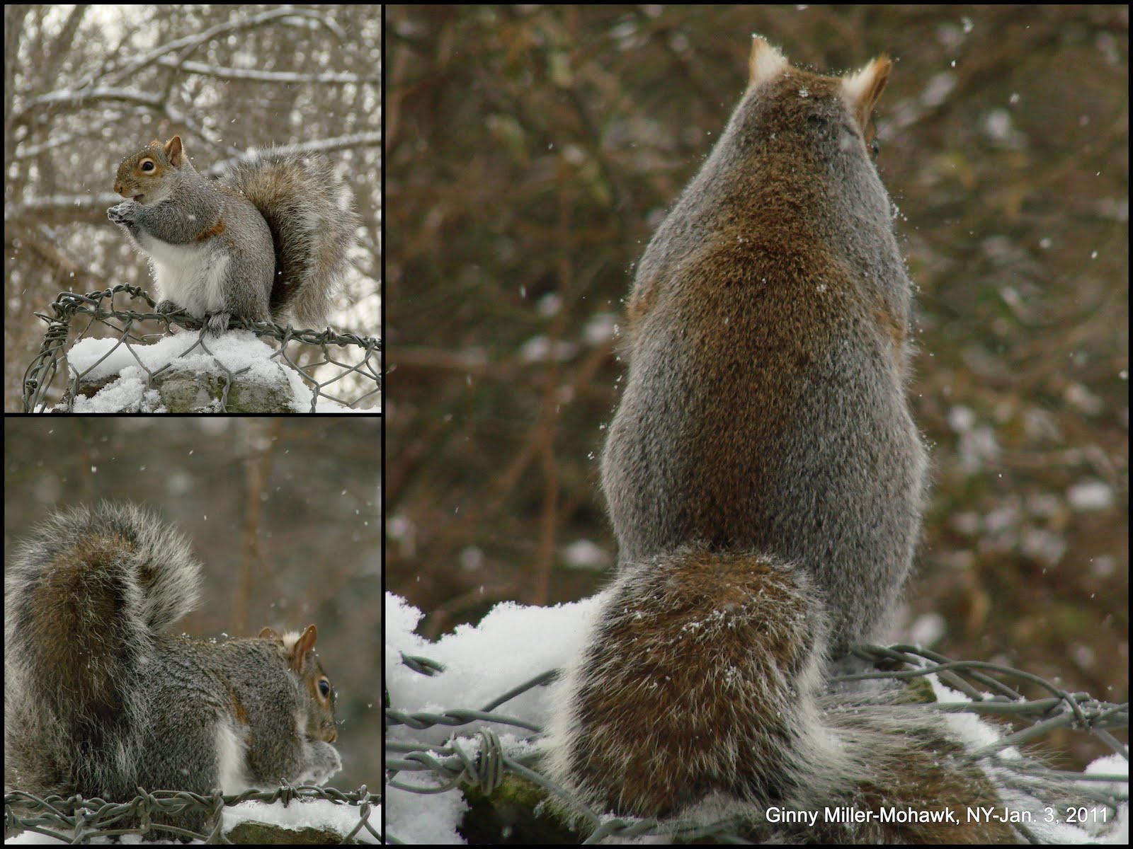 Pictures of Squirrels Mating on Animal Picture Society