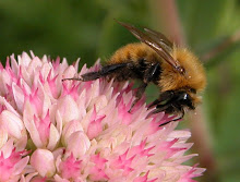 La fleur et l'abeille