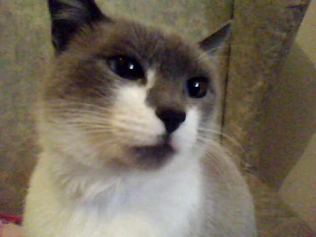 Nossa mascote Mincki