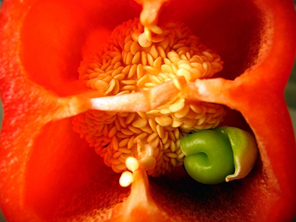 [mutant_bell_pepper.jpg]