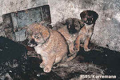 La producción china de pieles de perro y gato