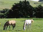 Upcountry Horses