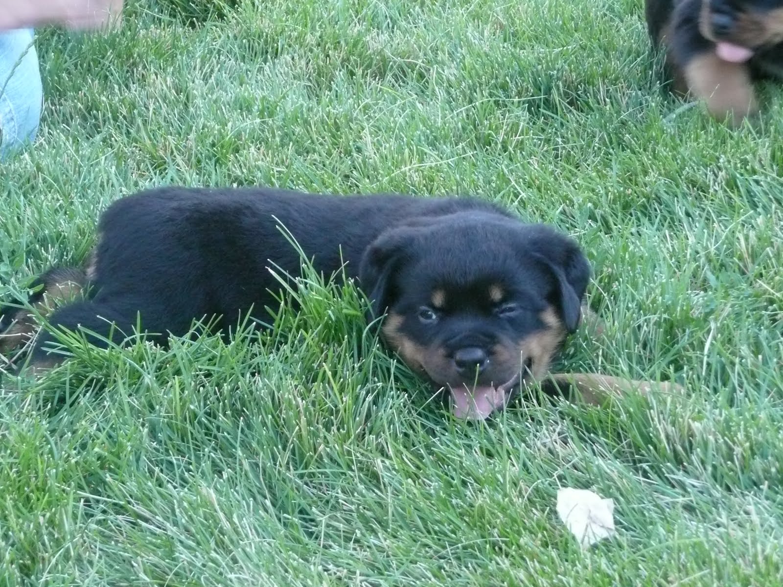 CoutsFaol Rottweilers