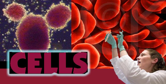CELLS