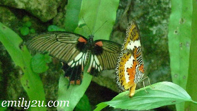 disfigured butterflies