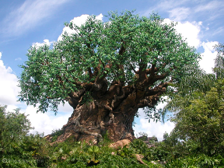 Florida Attractions Info: Disney's Animal Kingdom