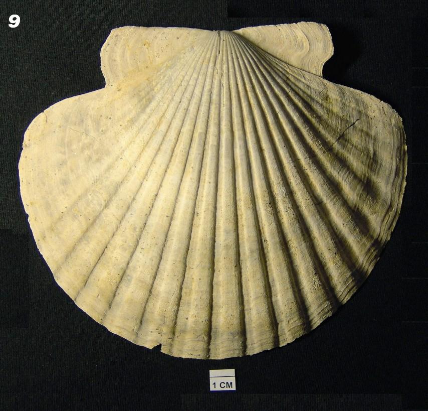 Lastúrniky (Bivalvia) rodu Flabellipecten z miocénnych sedimentov ...
