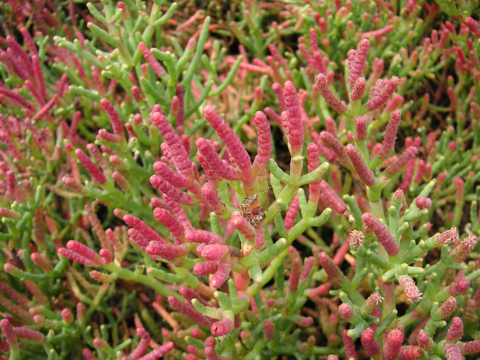 Nature ID pickleweed 10/16/10 Elkhorn Slough
