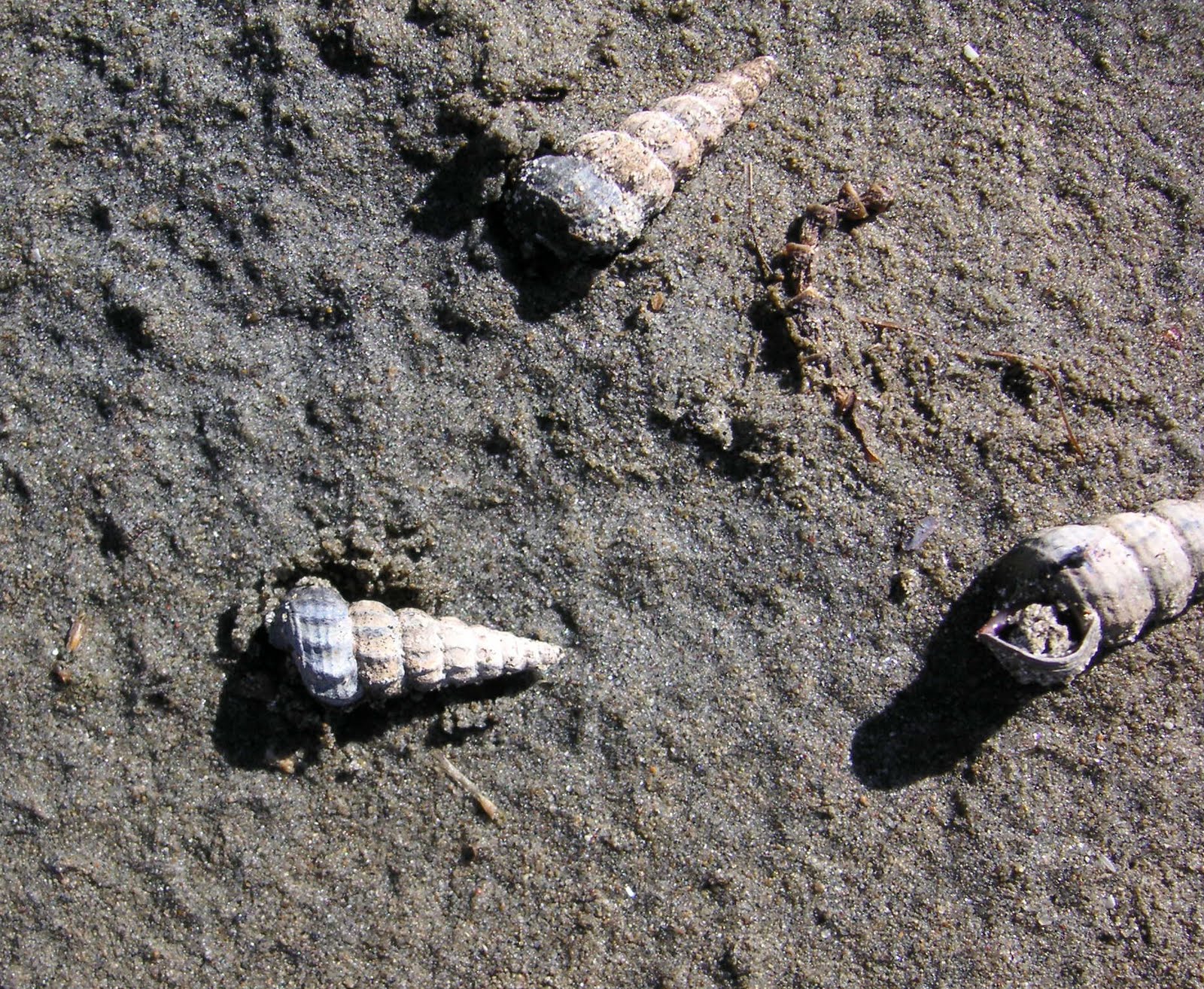 Nature ID CA horn snail 10/31/10 Morro Bay