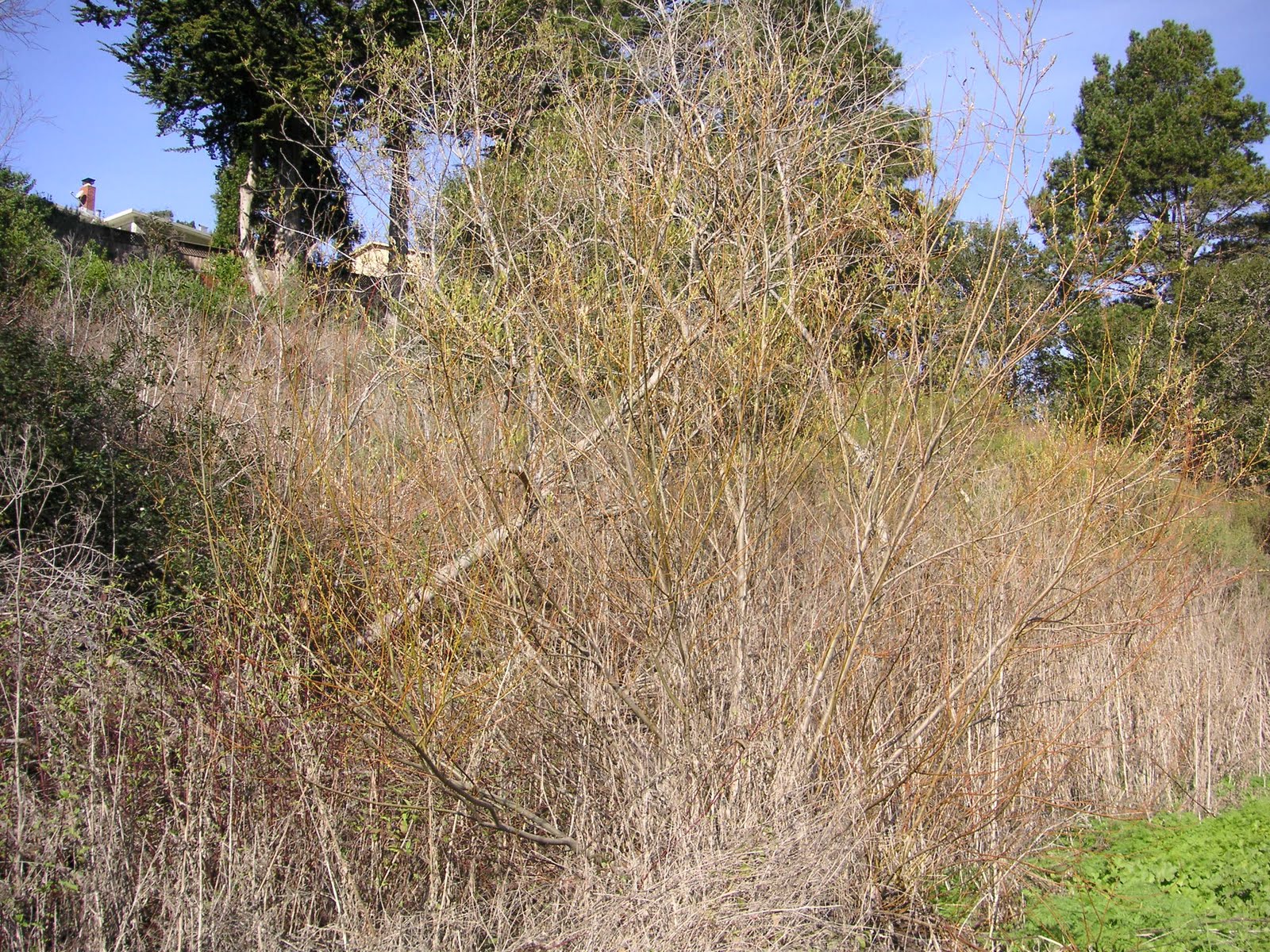 Nature ID arroyo willow 02/04/11 Hatton Canyon
