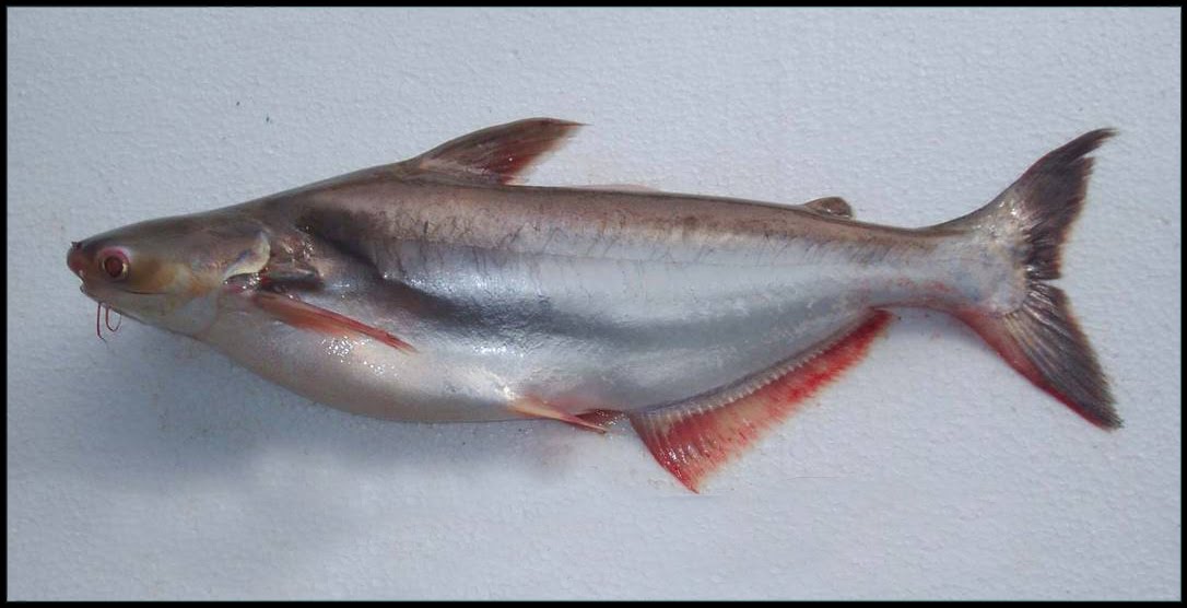Fishclopedia Pangasiidae Series 19