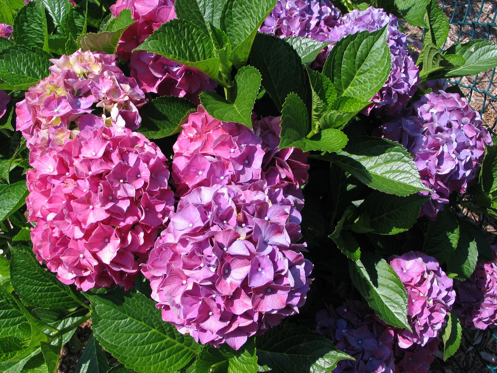 It's All About Purple: My Gardens