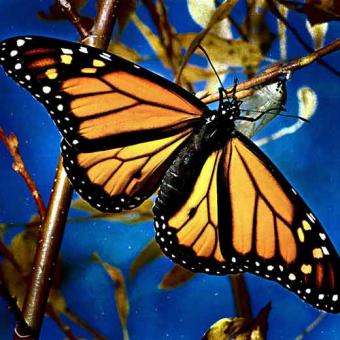 [la-mariposa-monarca.jpg]