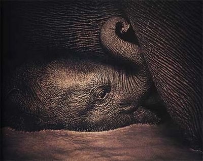 SWEETEST BABY ELEPHANT! ΦΩΤΟΓΡΑΦΟΣ: GREGORY COLBERT!