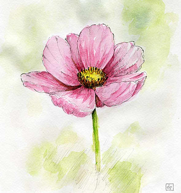 Les dessins de Daniel: Croquis d'une fleur - Sketch of a flower