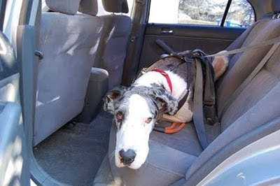 Great dane seat belt Clearance