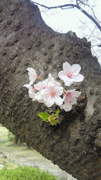 根性桜