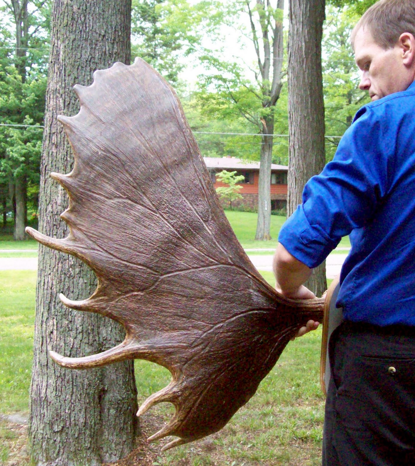 The Midnight Carver Moose Antlers for Sale! Check them out!