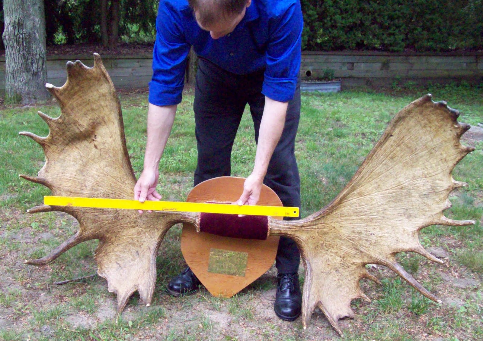 The Midnight Carver Moose Antlers for Sale! Check them out!